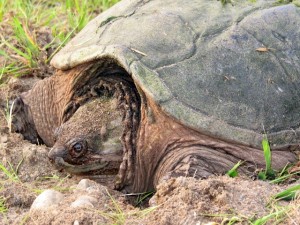 Snapping Turtles are nesting in Framingham, MA