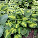 hostas