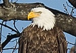 Bald Eagle spotted on bank of Sudbury River in Framingham, MA