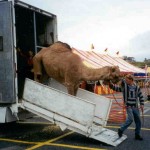 Worker unloads camel for traveling zoo in Framingham, MA