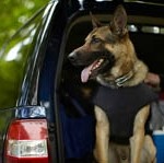 K9 outfitted with vest by MA Vest-a-Dog
