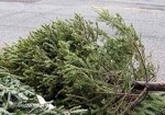 Framingham DPW to pick up Christmas Trees weeks of January 23rd-27th, 2012.