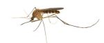 Mosquito - CDC image West Nile Virus